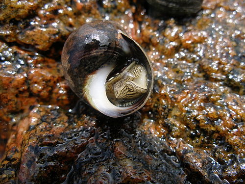 Common periwinkle